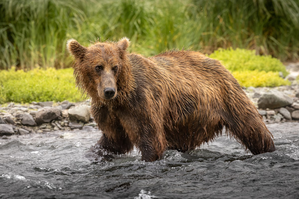 Kodiak bears Art | Chad Wanstreet Inc