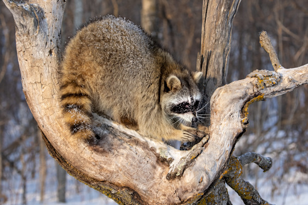 North American Raccoon Photography Art Collections By Carol