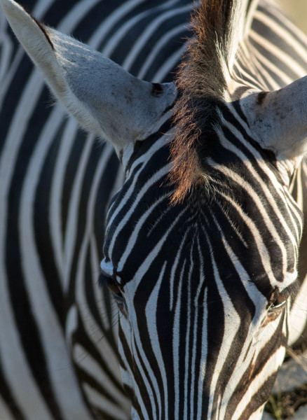 beyond-words-nature-photography-landscapes-and-wildlife