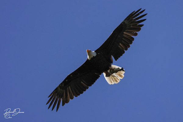 Big bear bald eagles Photography Art | David James Galleries