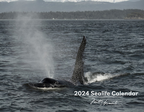 2024 Sealife Wall Calendars | Matt's Moments Photography