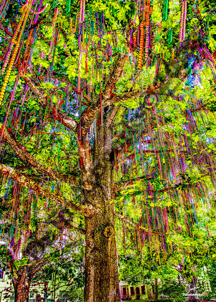 mardi gras tree tulane