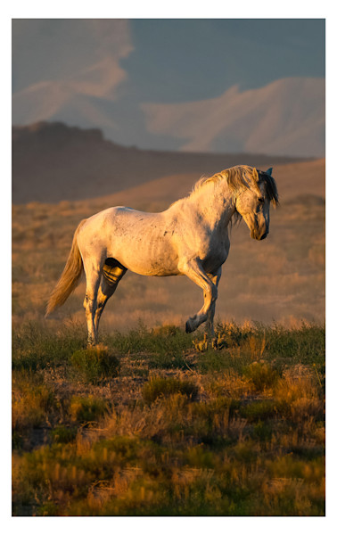 Wild Horse Wall Calendar For 2024   2024coverV3 K1mgoj 