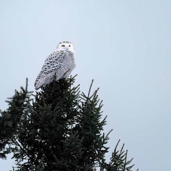 2024 Bird Calendar Photography Art Rick Thome Images   850 4844 Edit Ggkfeb 