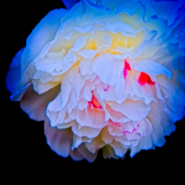 Portraits of flowers Photography Art | Rick Stiller Photography