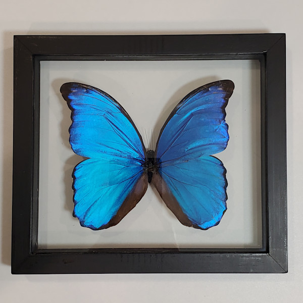 (real) butterfly art Art | Breathe Art Paintings