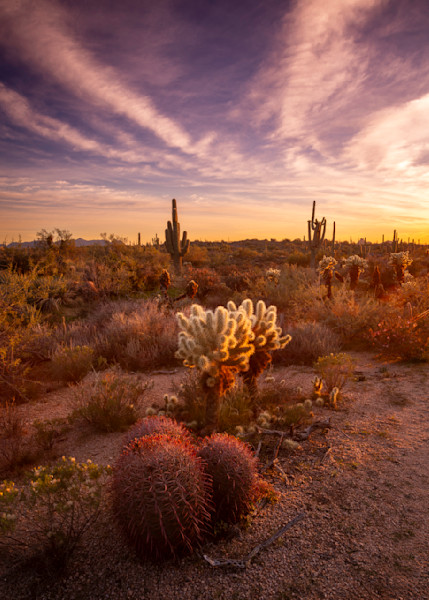 McDowell Mountain Sunset #1 | Landscape Wall Art - Thomas Watkins Fine Art