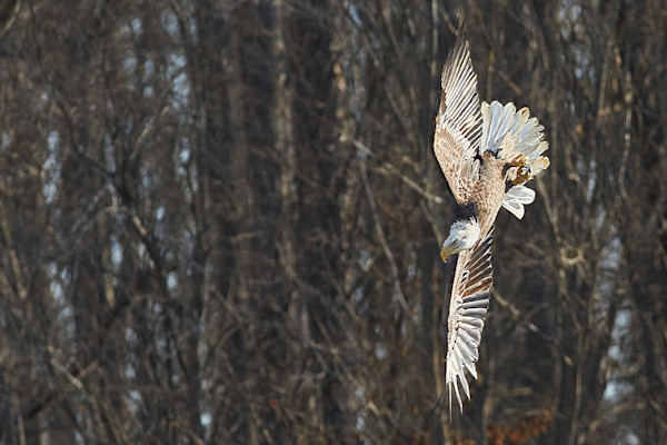 Bald eagles Art | Doc Ellen's Nature Photography