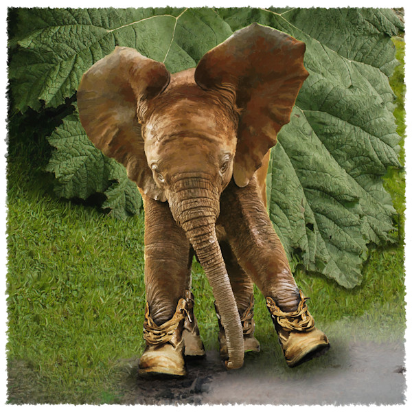 ElephantShoesFinal_qglrly.jpg