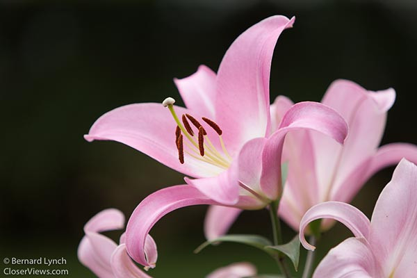 flowering lily with dark background