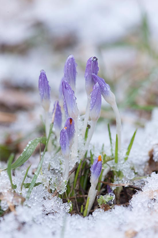 Early spring crocus pushing up through the snow