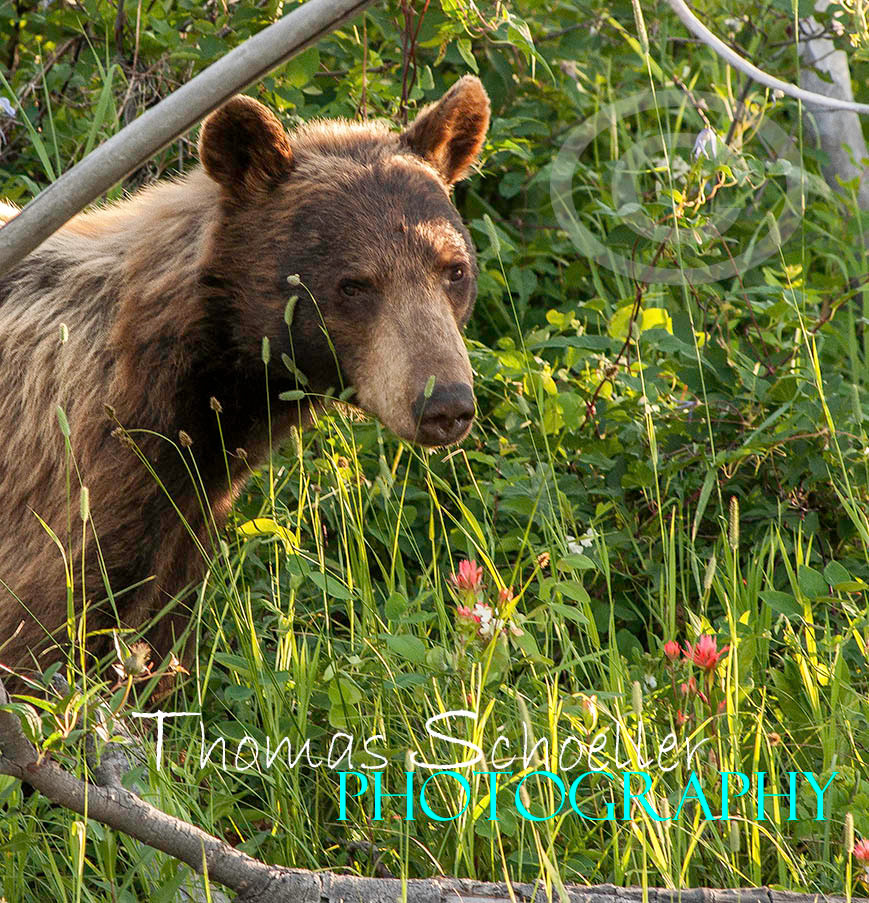 Cinnamon phase Black bear yearling photo