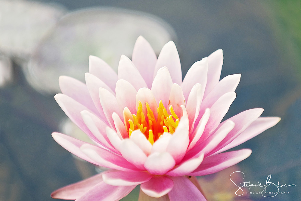 Pastel Lotus Flower in Fountain Fine Art Print for Sale