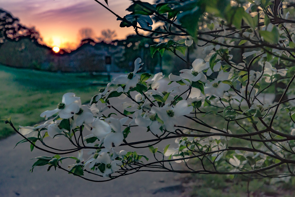 A sunrise seen through the Dogwood tree