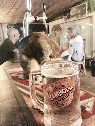 A little cat sits on a bar in Siem Reap, Cambodia