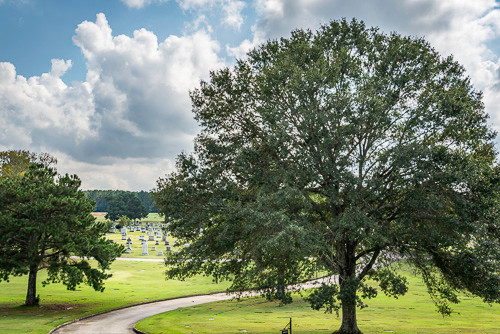 A beautiful tree in the middle of a peaceful cemetery