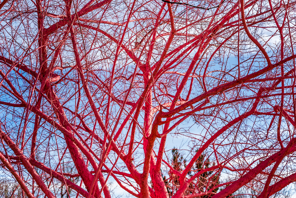 A tree painted pink at the Atlanta Botanical Gardens