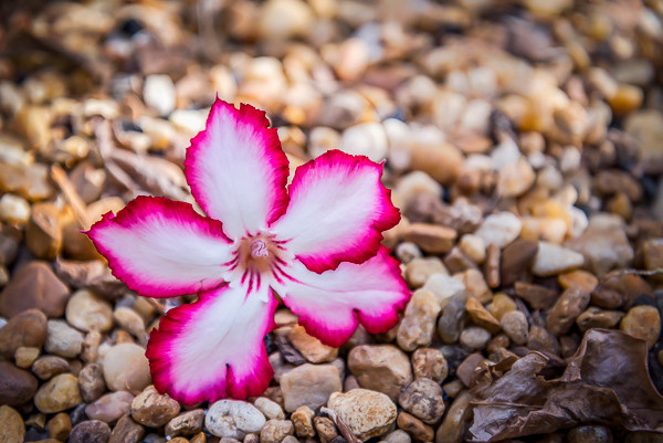 A beautiful bloom that's fallen off the tree and onto the rocks at the Atlantna Botanical Gardens