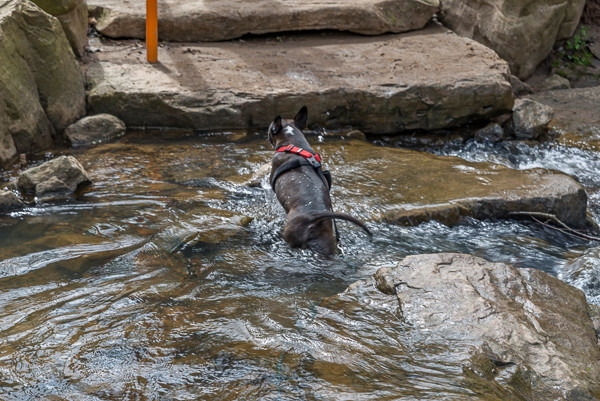 Jack Bauer, the dog, crossing Peachtree Creek