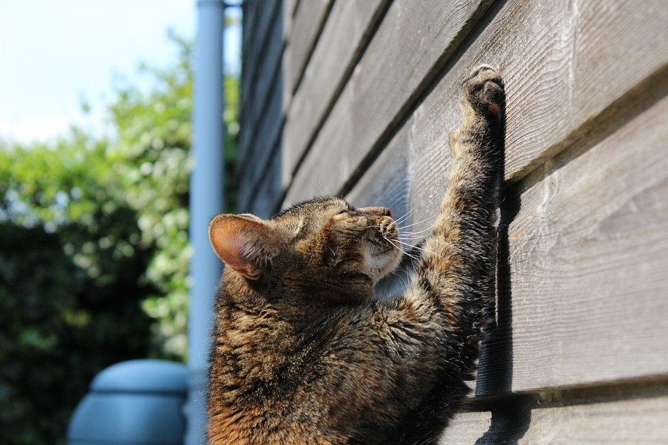 cat scratching wooden siding