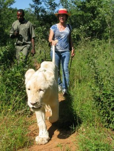 african lion, lion preserve, rescue lions