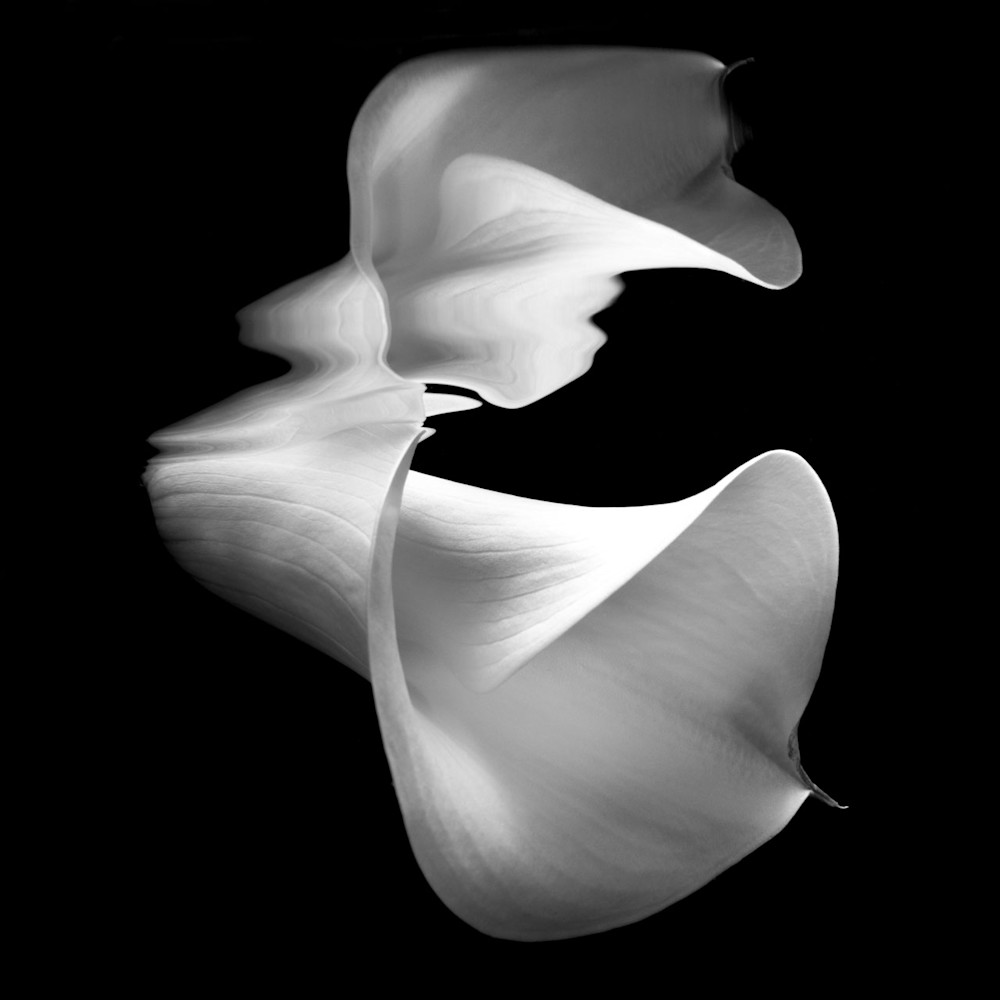 Cala lily underwater in black and white
