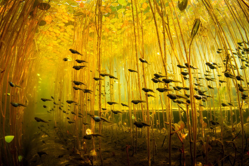 Cloud of Tadpoles photograph by Eiko Jones