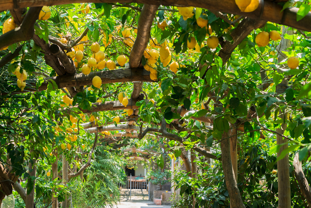 Lemon Garden of Sorrento | Kimberly Cammerata