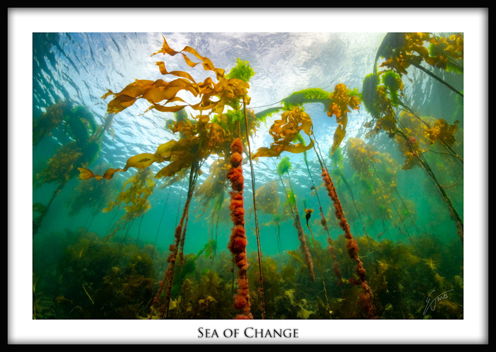 Campbell river area kelp forest