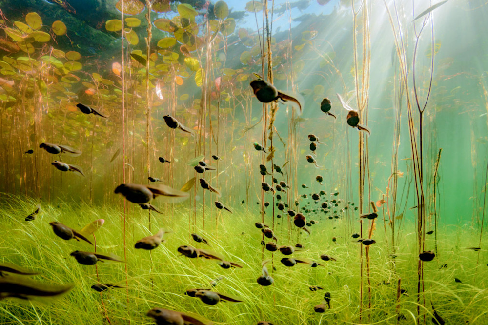 Cedar Lake tadpoles