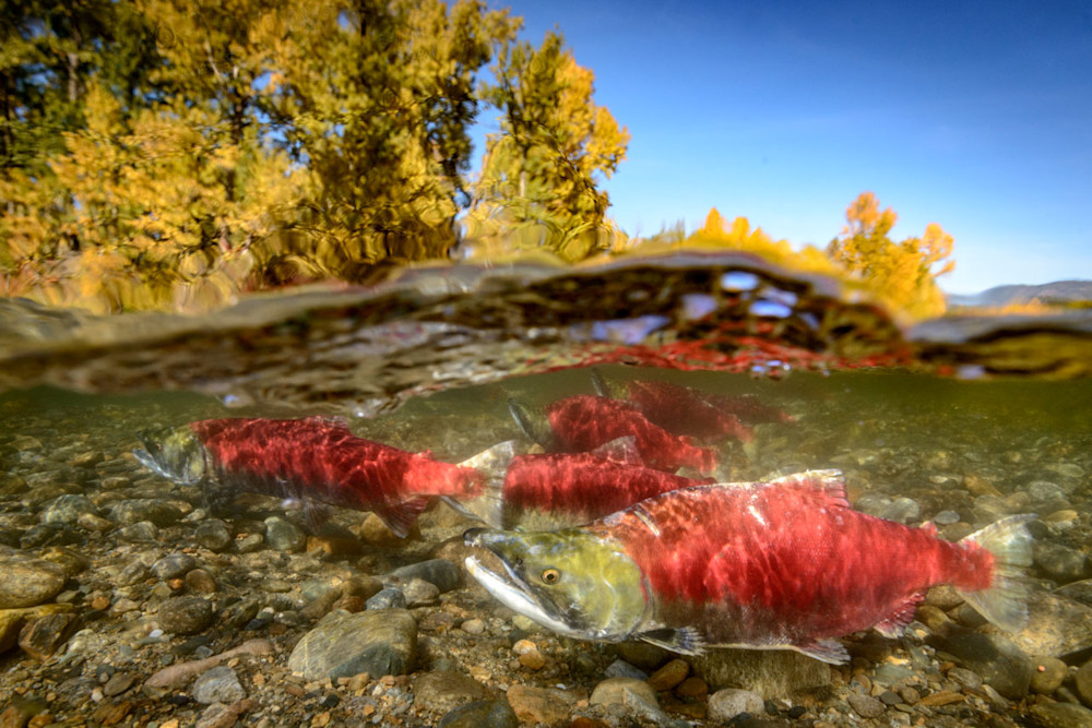sockeye salmon in the Adams river with fall colours on trees