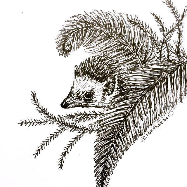 Hedgehog in the Forest- Original Pen and Ink Illustration by Becky MacPherson