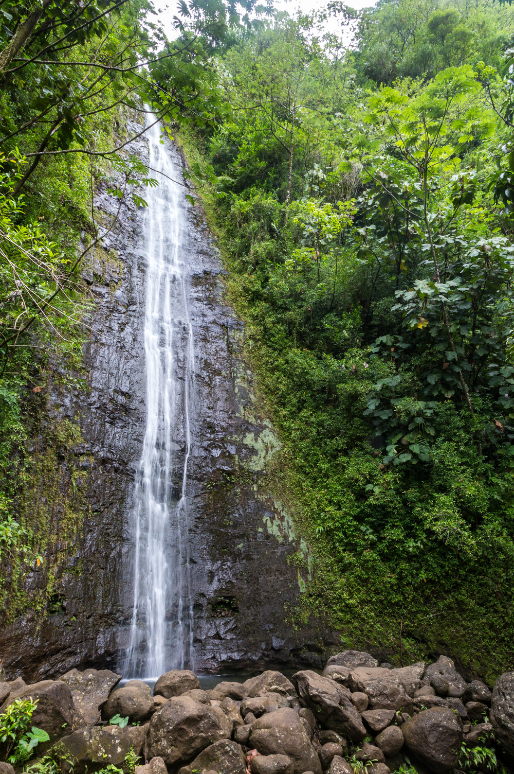 Hawaiian Adventure: Part 1 - Manoa Falls Trail