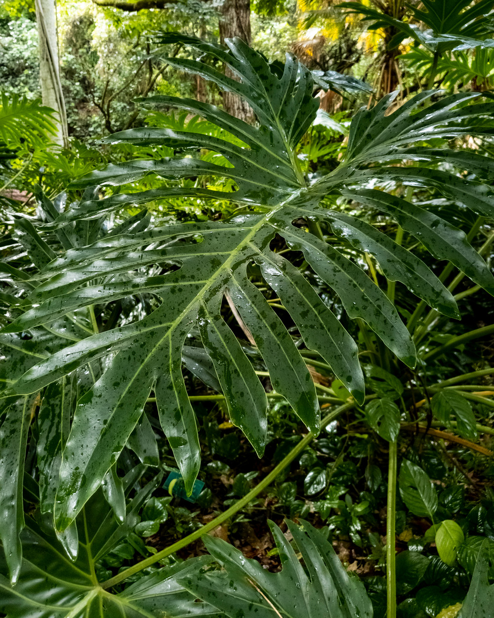 Hawaiian Adventure: Part 2 - Waimea Valley Blog by Moriah Quinn