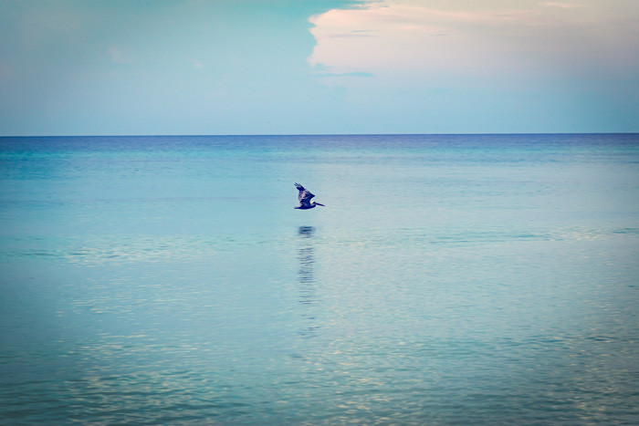 A pelican over the water in Destin, Florida