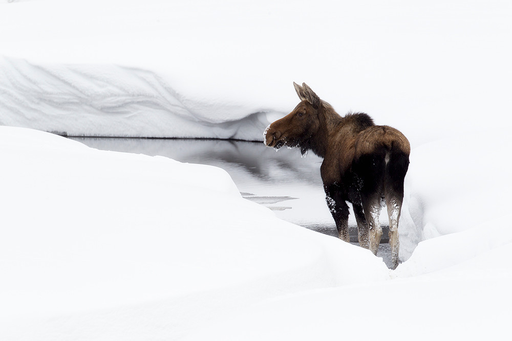 Moose | Robbie George Photography