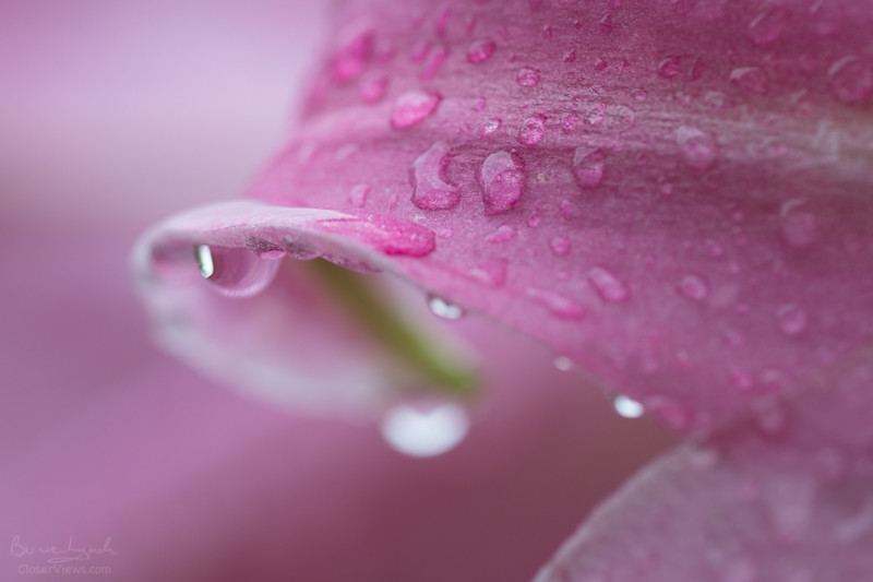 Rainy day lily