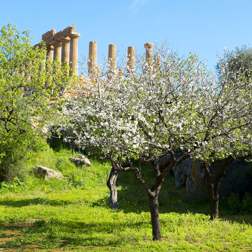 Almond Blossoms in Agrigento | Kimberly Barr