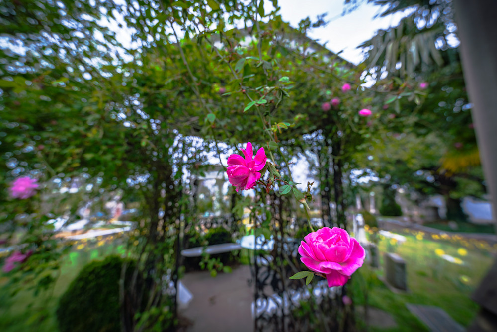 Pink roses in Oakland Cemetery in Atlanta, Georgia