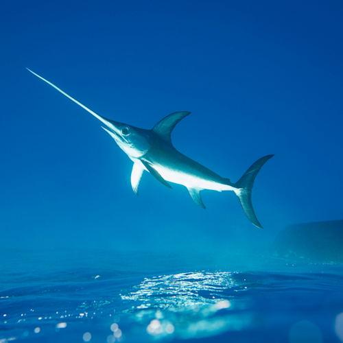 Gift Shop Photography Art Dodge Ocean