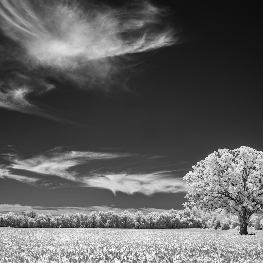 Black and White Fine Art