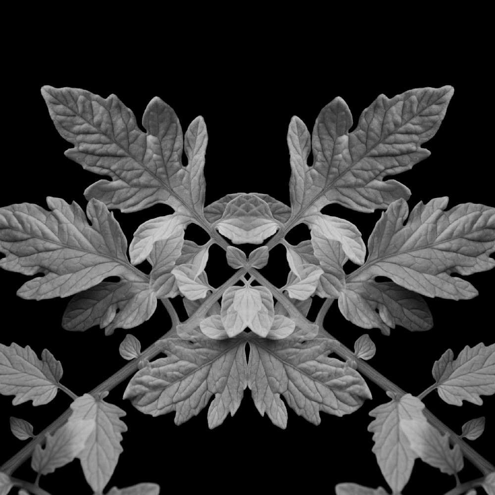 Flora on Black Series