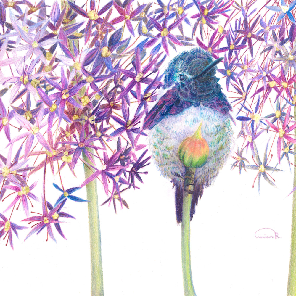 Hummingbirds - Color Pencil