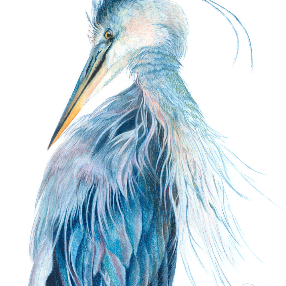 Misc Birds - Drawing Prints