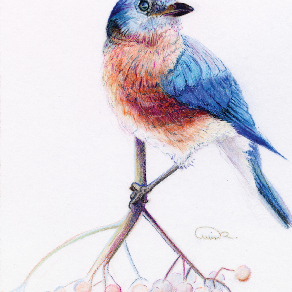Misc Birds - Color Pencil
