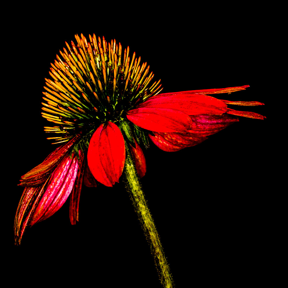 Wildflowers and Orchids