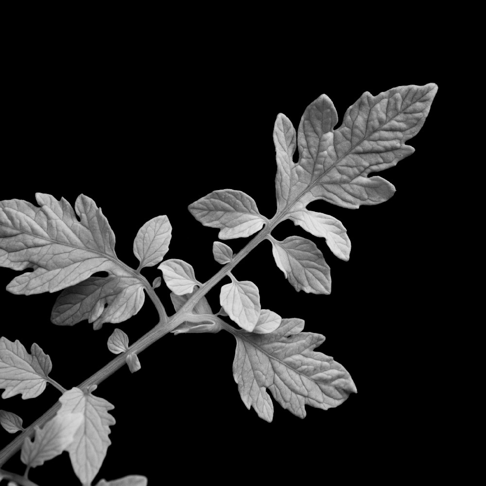  [Calendar] FloraonBlack