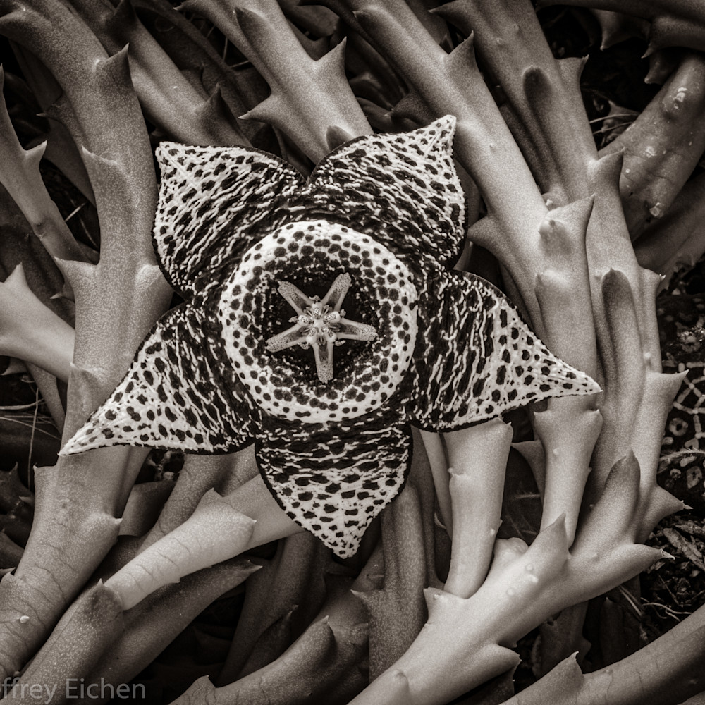 Mother's Day ARTFolio