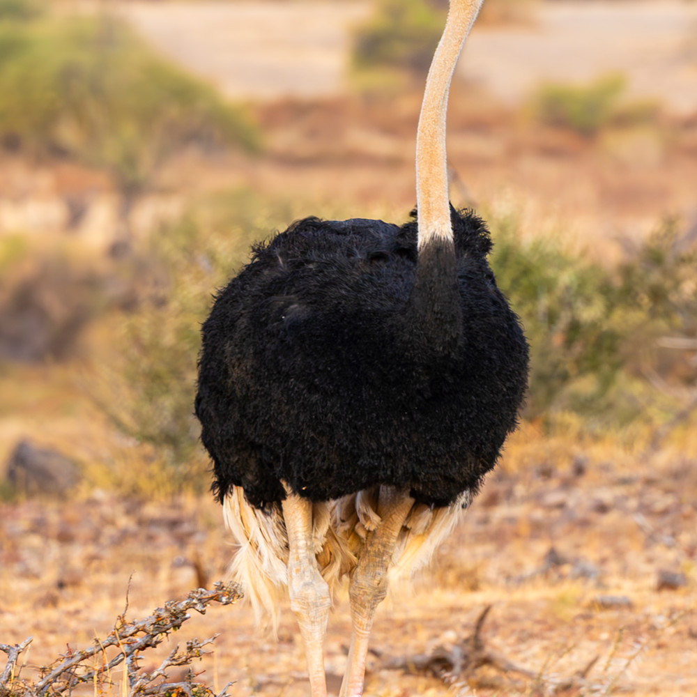 AF | Animals & Wildlife