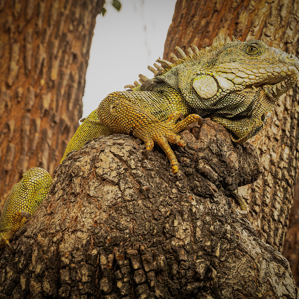 CSA | Animals & Wildlife